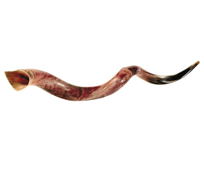 Jumbo XL Yemenite Shofar 43"- 46"